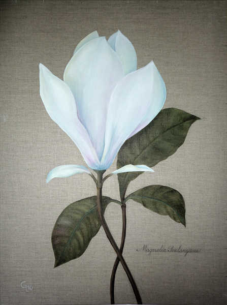 Magnolie