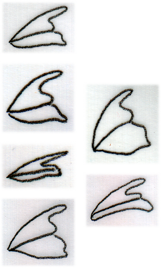 finken-schnaebel
