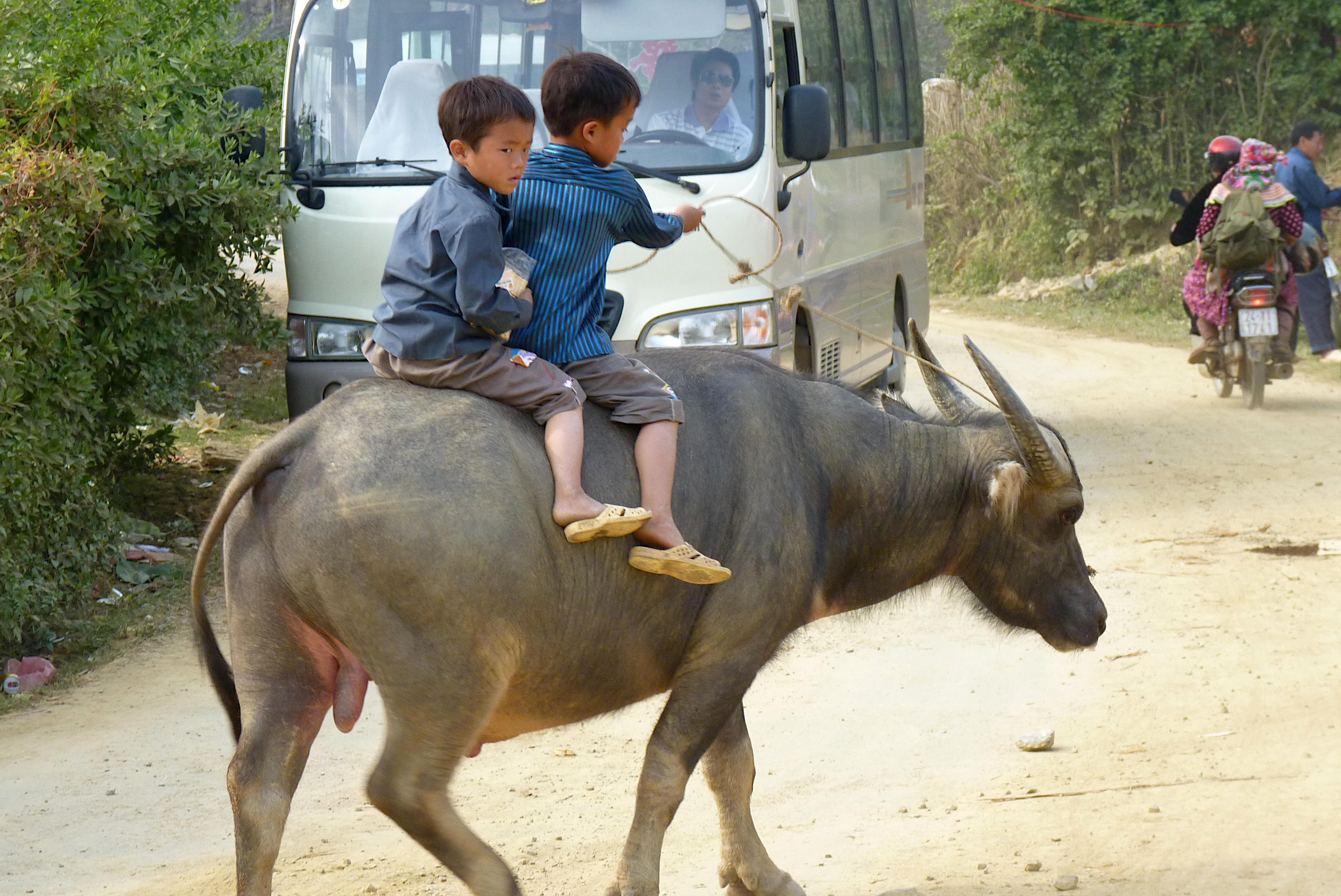 Bild SaPa-BacHa